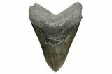 Fossil Megalodon Tooth - Massive SC River Meg #353103-1